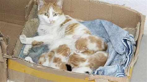 D­i­ş­ ­K­l­i­n­i­ğ­i­n­e­ ­G­i­d­i­p­ ­Y­a­r­d­ı­m­ ­İ­s­t­e­y­e­n­ ­H­a­m­i­l­e­ ­K­e­d­i­ ­D­o­ğ­u­m­ ­Y­a­p­t­ı­